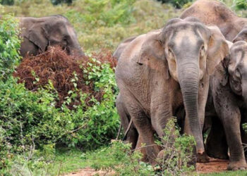 தருமபுரியில் மின்சாரம் தாக்கி மேலும் ஒரு யானை உயிரிழப்பு!