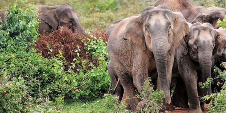 தருமபுரியில் மின்சாரம் தாக்கி மேலும் ஒரு யானை உயிரிழப்பு!