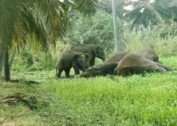 மின்வேலியில் சிக்கி உயிரிழந்த 3 யானைகள்! சென்னை உயர்நீதிமன்றத்தில் முறையீடு!