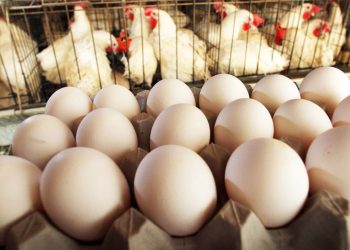 ஒரு முட்டையின் விலை ரூ.21,000; நம்பமுடியவில்லையா?