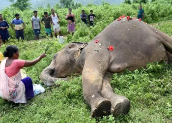 தொடரும் யானை மரணங்கள்; வெளியான பகீர் ரிப்போர்ட்!
