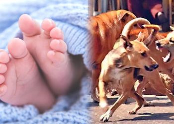 பிறந்த குழந்தையை கடித்துக் குதறிக் கொன்ற தெருநாய்கள்!