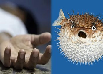 பலூன் மீனை உட்கொண்ட மனைவி உயிரிழப்பு; கோமா நிலையில் கணவர்!