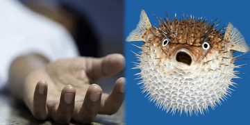 பலூன் மீனை உட்கொண்ட மனைவி உயிரிழப்பு; கோமா நிலையில் கணவர்!