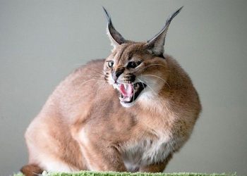 காட்டுப் பூனைகளை ’அந்த’ காரணத்திற்காகக் கொல்லும் வினோத போட்டி!