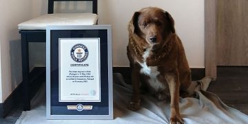 பிறந்தநாள் கொண்டாடிய உலகின் அதிக வயதான நாய்!