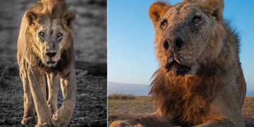 உலகின் மிகவும் பழமையான சிங்கமான ’லூன்கிடோ’ ஈட்டியால் கொல்லப்பட்டு மரணம்!