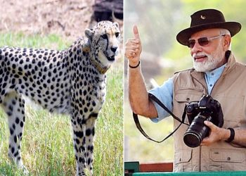 குனோ பூங்காவில் இனப்பெருக்கத்தில் ஈடுபடுத்தப்பட்ட சிவிங்கிப்புலி மரணம்!