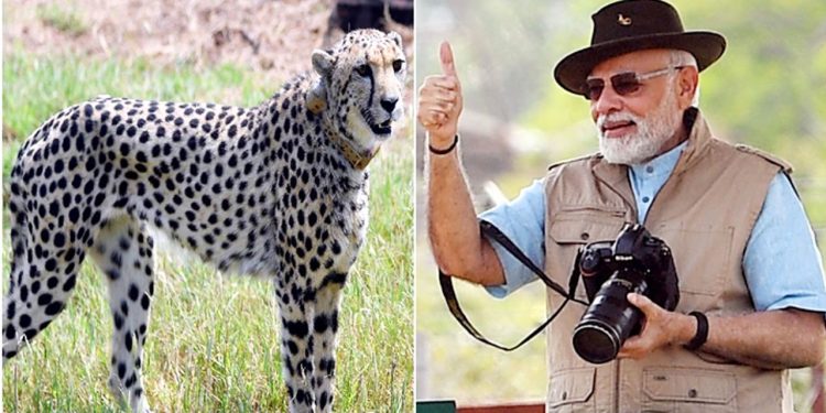 குனோ பூங்காவில் இனப்பெருக்கத்தில் ஈடுபடுத்தப்பட்ட சிவிங்கிப்புலி மரணம்!