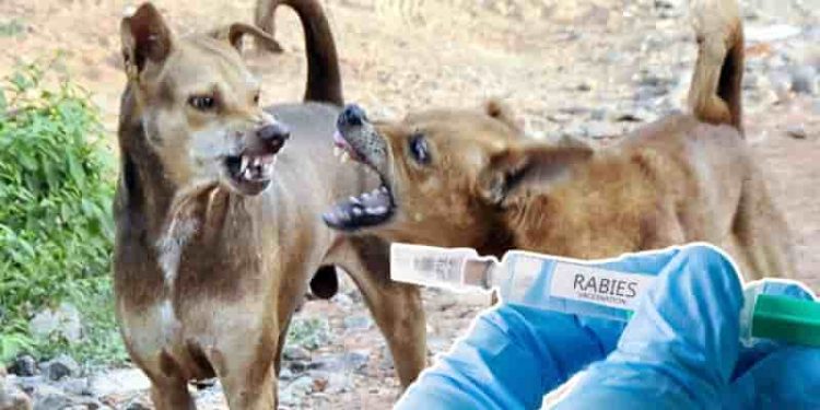 சென்னையில் 1.50 லட்சம் தெருநாய்களுக்கு ரேபிஸ் தடுப்பூசி